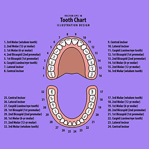 Jetec Baby Teeth Keepsake Box with Tweezer and Hair Container - Purple-Pink