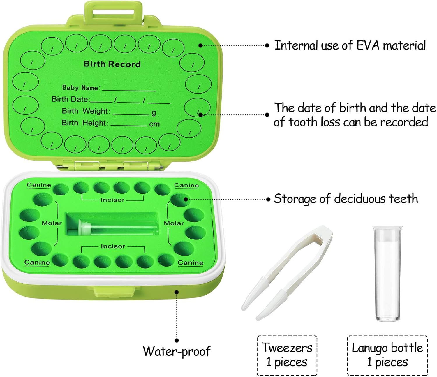 Jetec Baby Tooth Box Keepsake Organizer Green